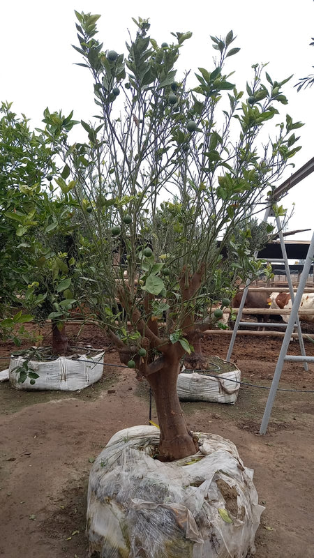 Naranjo Ornamental (var Valenciana) P001