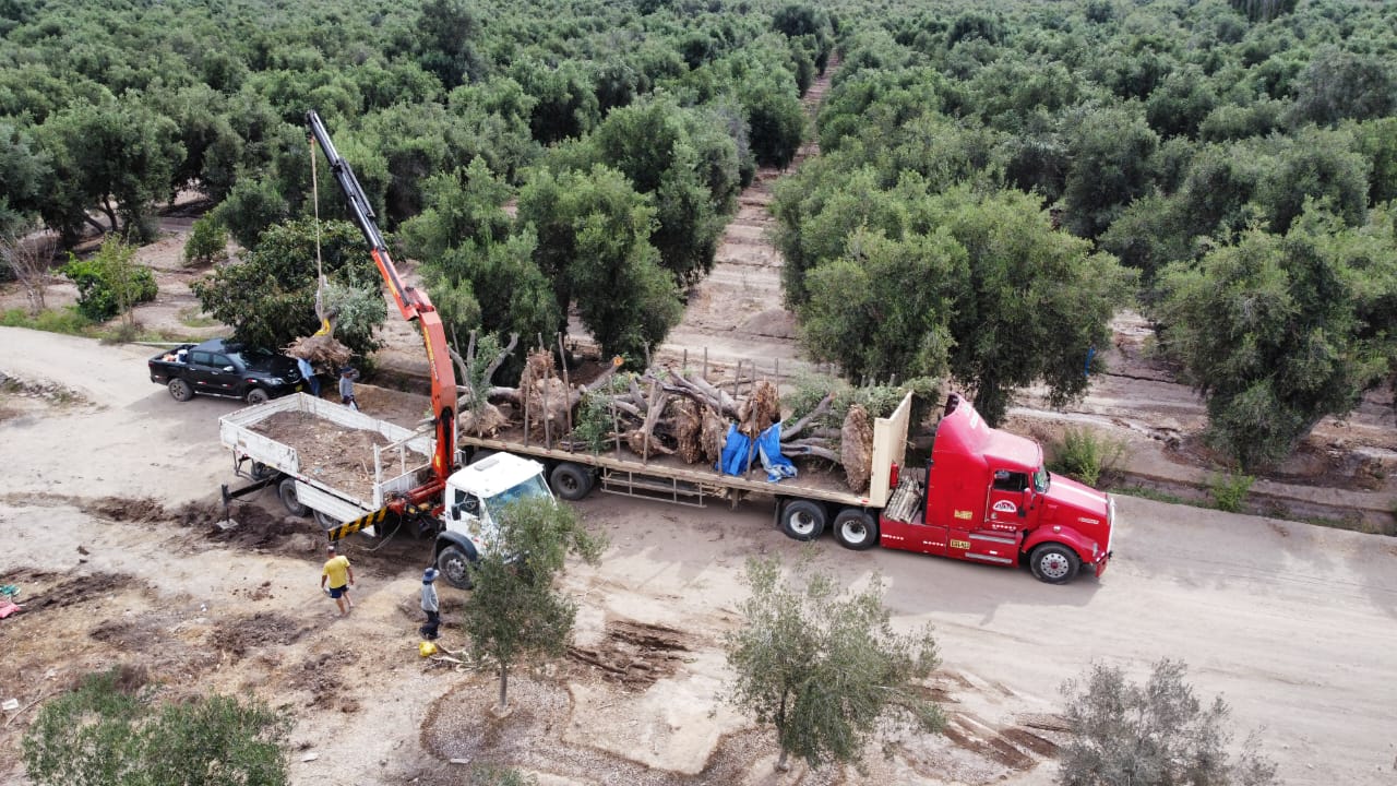 Camión y grúa de Olivos del Perú trasladando grandes olivos desde el vivero