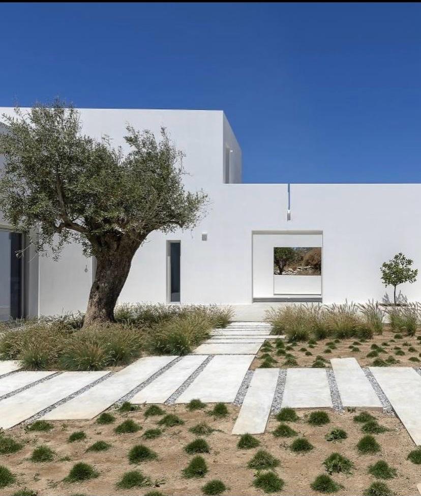 Gran olivo integrado en un proyecto de arquitectura contemporánea