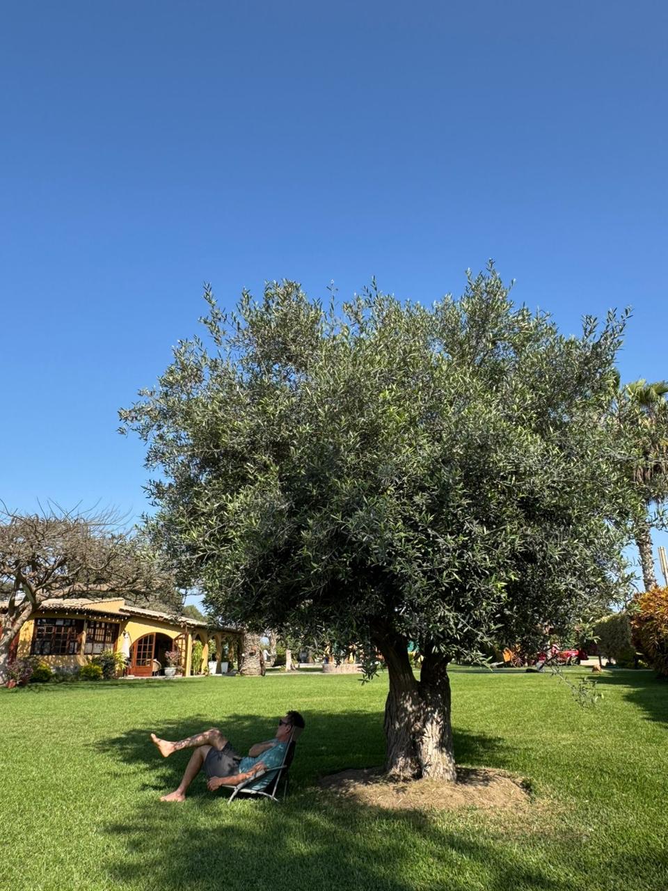 Gran Olivo 80 dando sombra en un jardín de Chincha