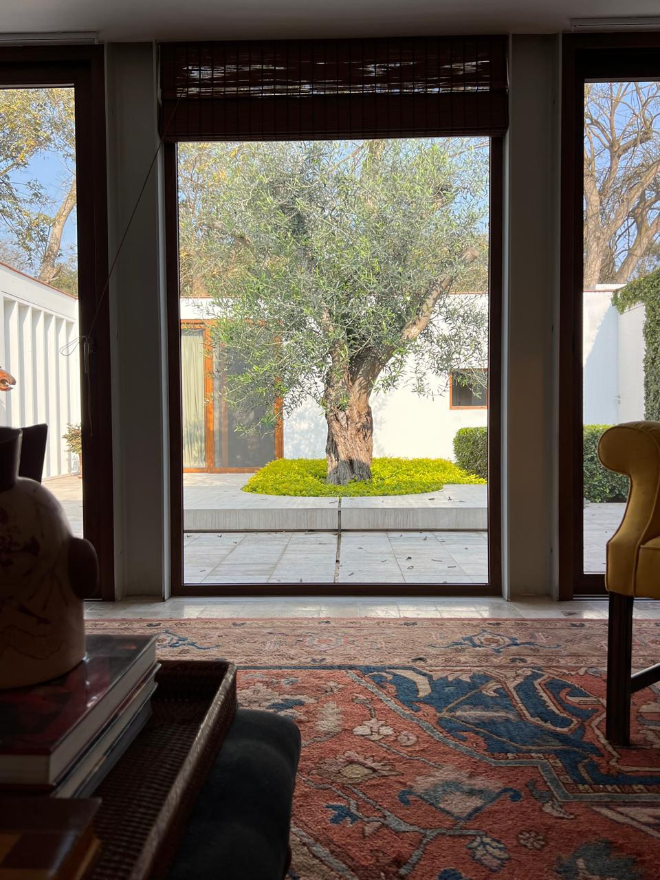 Olivo contemplado desde el interior de una residencia