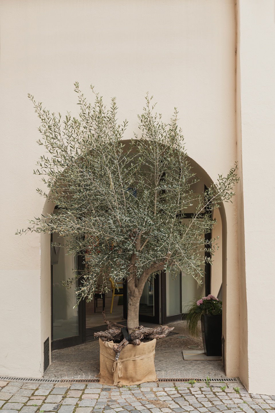 Olivos medianos