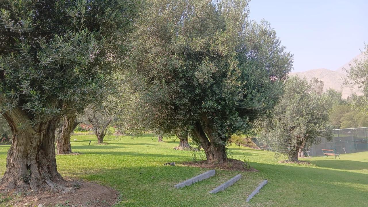 Bosque de grandes olivos 80 en Sierra Morena