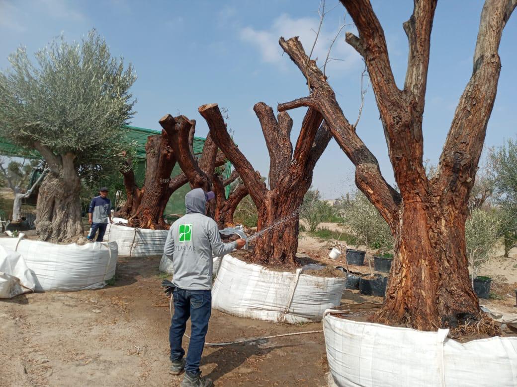 Equipo de Olivos del Perú preparando grandes olivos en campo