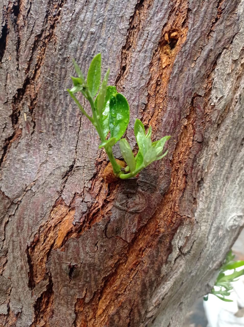 Brote nuevo en el tronco de un olivo