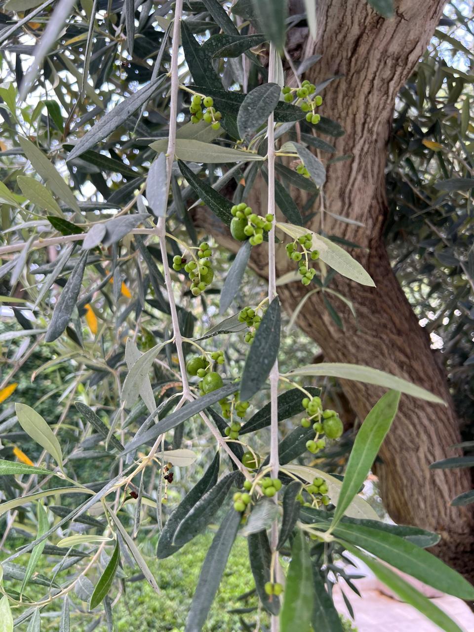 Aceitunas creciendo en un olivo