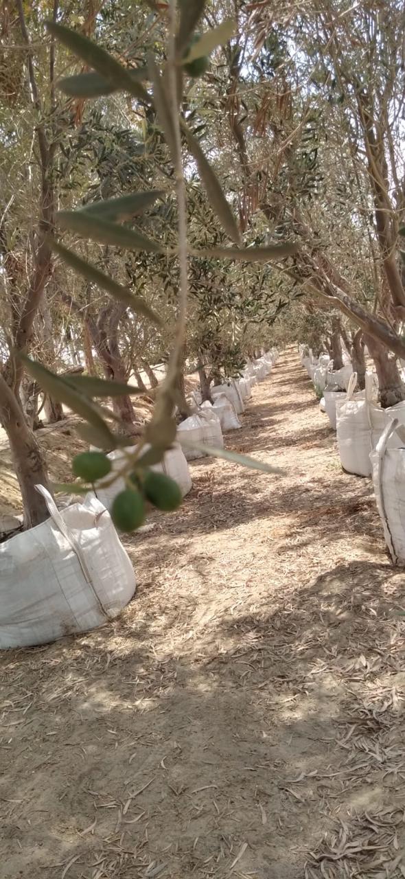 Sendero entre olivos preparados en el vivero